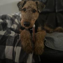 Airedale Terrier Puppies from Cool Hand Luke Kennels