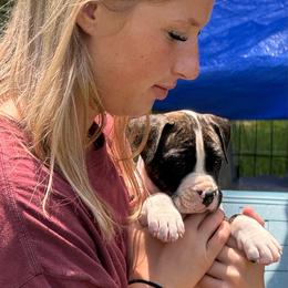 Bo - Black brindle male American Staffordshire Terrier puppy in Cloverdale, Indiana from Woodshire American Staffordshire Terrier’s