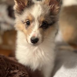 Sky - Blue merle and white female Shetland Sheepdog puppy in Martinton, Illinois from KW Kennels