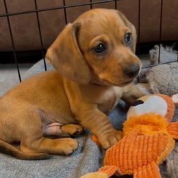 Medeiros-AKC - Dapple male Dachshund puppy in Bakersfield, Missouri from Hocomo Hollow Doxies