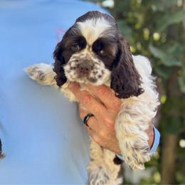 Zoey - Brown and white female Cocker Spaniel puppy in Oregon from Doc's Cockers
