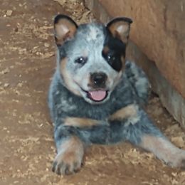 Australian Cattle Dog Puppies from Cindy McKinney's Australian Cattle Dogs
