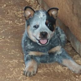 Australian Cattle Dog Puppies from Cindy McKinney's Australian Cattle Dogs