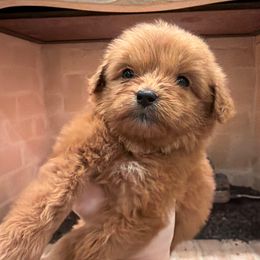 Purple Collar Girl - Red  female Goldendoodle puppy in Meridian, Mississippi from Magnolia Poodles and Doodles