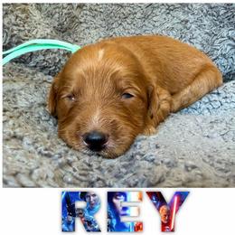 REY - Red  female Goldendoodle puppy in Minneapolis, Minnesota from The Golden Roo