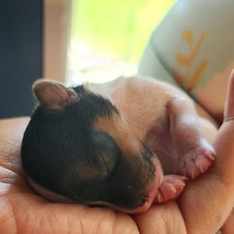Biewer Terrier and Yorkshire Terrier Puppies from 1.StarDreamPups