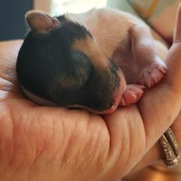 Biewer Terrier and Yorkshire Terrier Puppies from 1.StarDreamPups