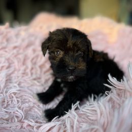 Lock - Black female Miniature Schnauzer puppy in La Mirada, California from SchnauzersRus
