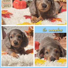 2500..Blaze - Dapple male Dachshund puppy in Winter Haven, Florida from Gateway 2 Little Paws