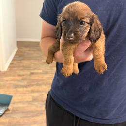 Roses - Red female Dachshund puppy in Celina, Texas from Oak Bridge Farm