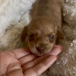 DO NOT FILL OUT APPLICATION UNLESS SERIOUS - Brindle male Dachshund puppy in Wisconsin from Sabe and Shabe’s Doxies