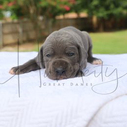 Amber - Blue female Great Dane puppy in Denison, Texas from Hundeity Great Danes