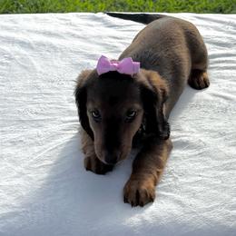 Cher - Red female Dachshund puppy in Athens, Alabama from Weidenthal Dachshunds