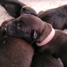 Pink Collar Female - Mahogany female Belgian Malinois puppy in Sanger, Texas from Faubion Malinois