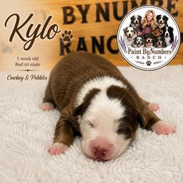 Kylo - Red tri-color male Australian Shepherd puppy in Magee, Mississippi from Paint ByNumbers Ranch