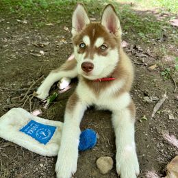 Dace - Red and white female Siberian Husky puppy in Granville, Ohio from Black Shale Siberians