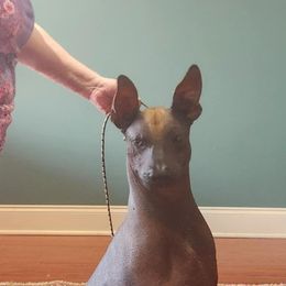 Zorro - Bronze male Xoloitzcuintli puppy in Oglesby, Illinois from Bakari