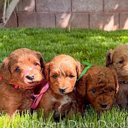 Goldendoodles from Desert Dawn Doodles