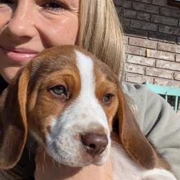 Beagles from Desert Sage Beagles