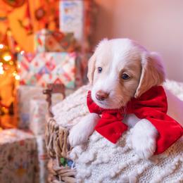 Edward - male Aussiedoodle puppy in Redding, California from Farmstead Doodles