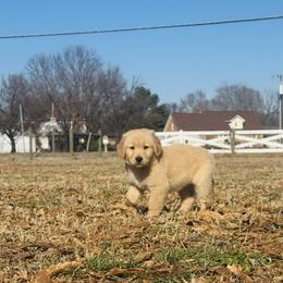 Orange - Golden male Golden Retriever puppy in Harrisburg, North Carolina from Bunn Ranch Goldens & Bernese