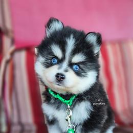 Edison - Black and white male Pomsky puppy in Mc Callsburg, Iowa from SZ Rolling Acres LLC