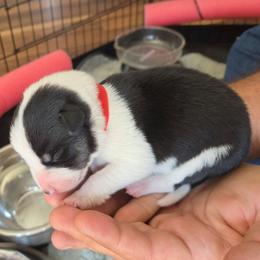 Black white boy - Black and white male Border Collie puppy in Bradley, South Carolina from DiCola Farm