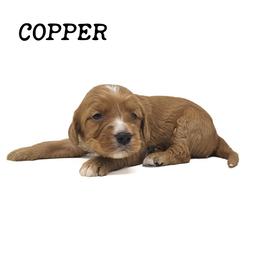 Copper - Red male Bernedoodle puppy in Crawfordsville, Indiana from Winding Creek Ranch Doodles