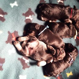 Miniature Schnauzer Puppies from Starbound Miniture Schnauzer's