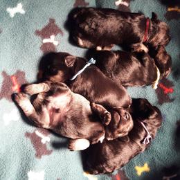 Miniature Schnauzer Puppies from Starbound Miniture Schnauzer's