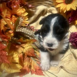 Girl 6 - Black tri-color female Australian Shepherd puppy in Newtown, Connecticut from Stepping Stone Kennel