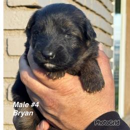 Bryan - Black and red male German Shepherd puppy in Hesperia, California from Von Geesa