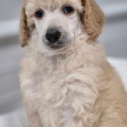 Cheyenne - Apricot female Poodle puppy in Conroe, Texas from Pear house farm