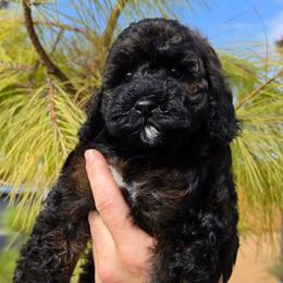 Moana - Sable female Cockapoo puppy in Indiahoma, Oklahoma from Phamily Doodles