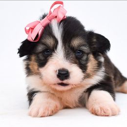 Wisp - Black and tan female Pembroke Welsh Corgi puppy in San Antonio, Texas from Moxxi's Legacy Corgis