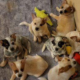 Australian Cattle Dog Puppies from Miller Australian Cattle Dogs