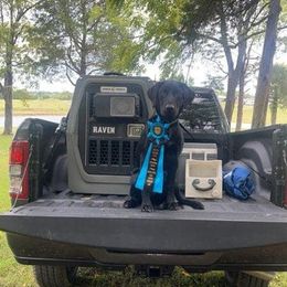 Labrador Retriever All Grown Up from Hallelujah Retrievers
