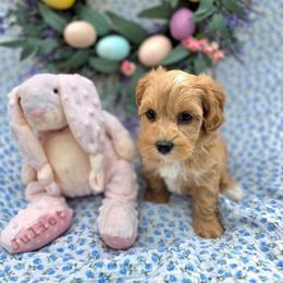 Juliet - female Cavapoochon puppy in Bullard, Texas from Cavapoochon Central LLC