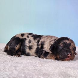 Tux - Merle male Cockapoo puppy in Louisburg, North Carolina from Raven Oak's Mini Cockapoos and Mini Dachshunds