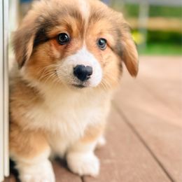 Justice - Sable male Pembroke Welsh Corgi puppy in Adairsville, Georgia from Ingram's Corgis