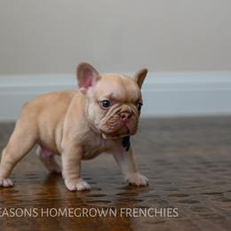 French Bulldog Puppies from Beason’s HomeGrown Frenchies