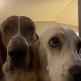 Ellie mae - Basset Hound