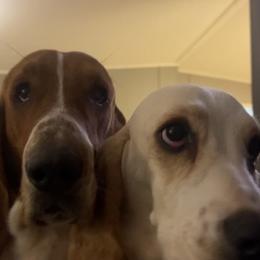Ellie mae - Basset Hound