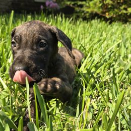 Purple collar brindle female - Brindle female Great Dane puppy in Houston, Texas from Draggin Dobermans & Great Danes