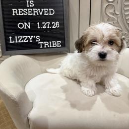 Fluffy - White female Coton de Tulear puppy in Surprise, Arizona from Lizzy’s Tribe