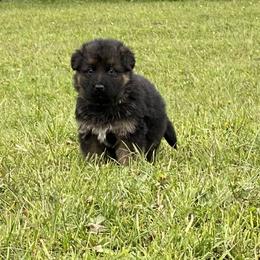 German Shepherd Puppies from S&S German Shepherds
