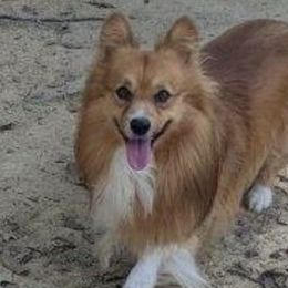 unknown - Pembroke Welsh Corgi