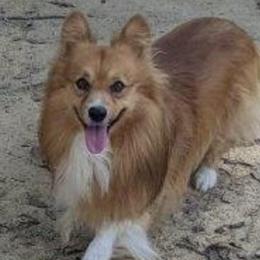 unknown - Pembroke Welsh Corgi