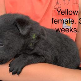 S litter - Sable female German Shepherd puppy in Effingham County, Illinois from Delaney Working Dogs