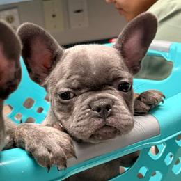Purple collar - Blue female French Bulldog puppy in Humble, Texas from Mary_Lands_dog_kennels